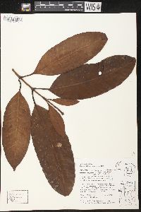 Rhigospira quadrangularis image