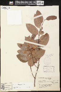 Secondatia floribunda image