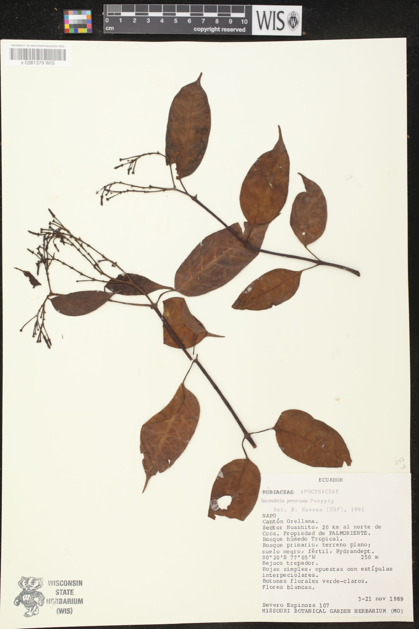 Secondatia peruviana image