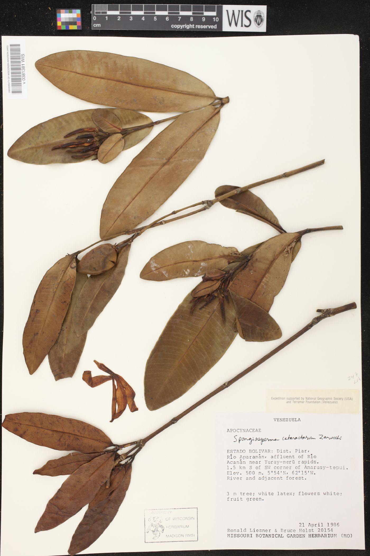 Spongiosperma cataractarum image