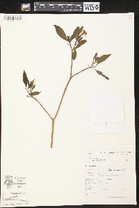 Image of Stemmadenia donnell-smithii