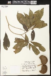 Stemmadenia donnell-smithii image