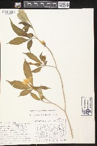 Stemmadenia grandiflora image