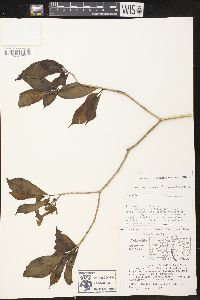 Stemmadenia grandiflora image