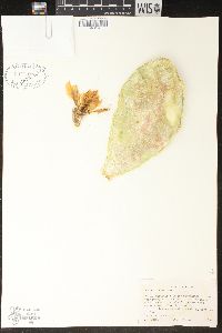 Image of Opuntia crassa