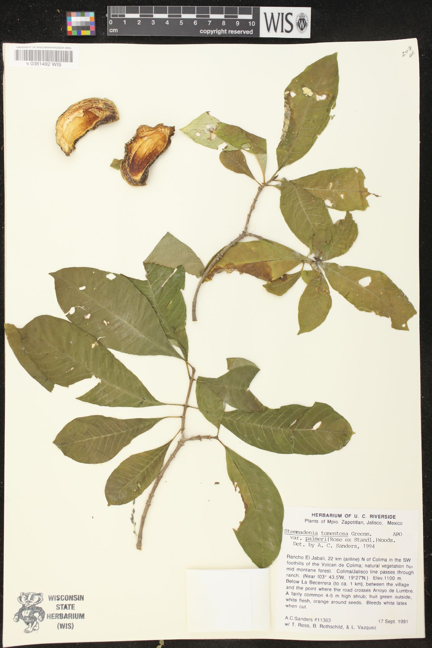 Stemmadenia tomentosa image