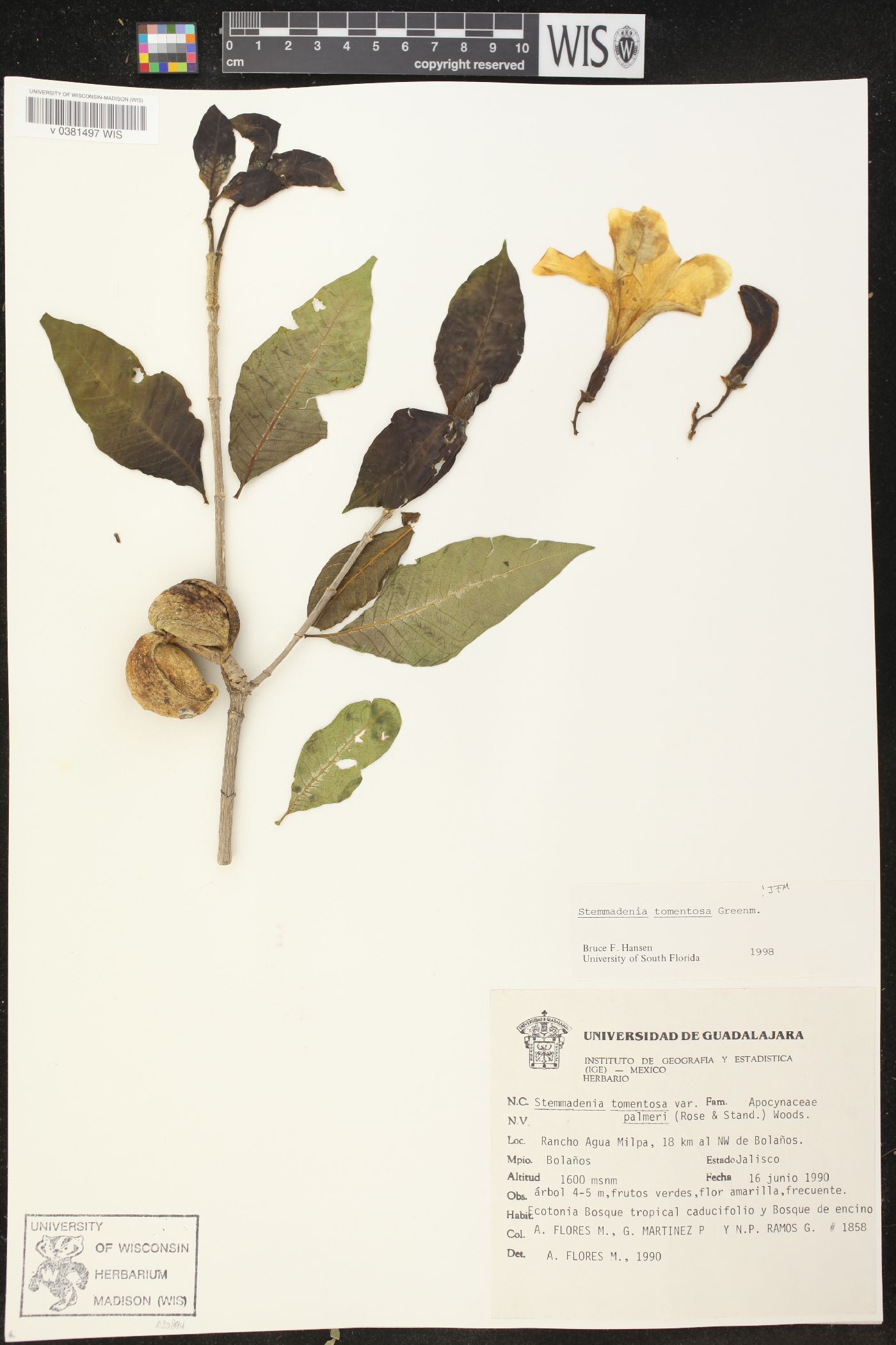 Stemmadenia tomentosa image
