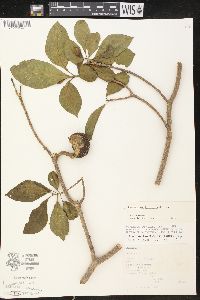 Stemmadenia tomentosa image