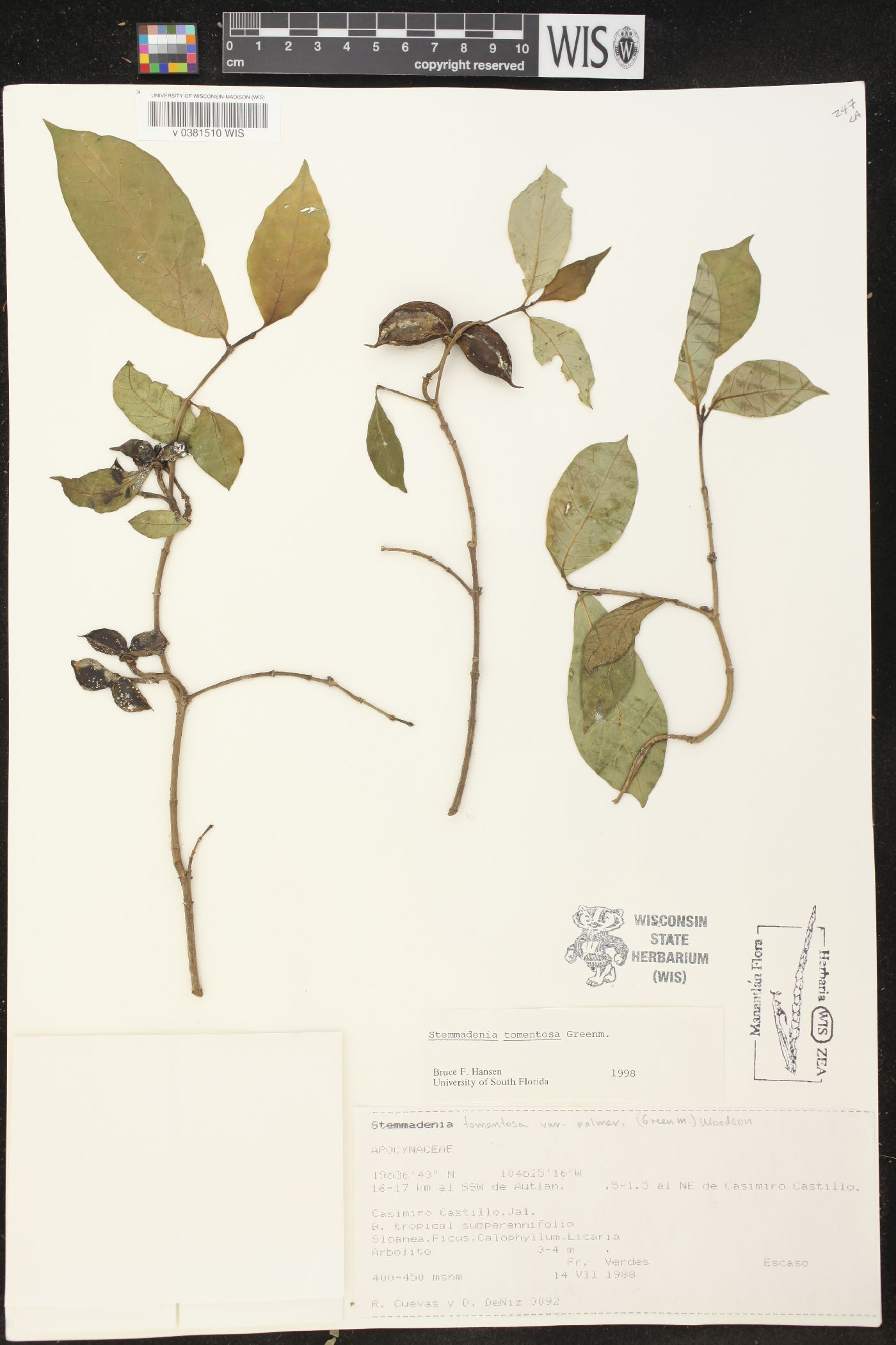Stemmadenia tomentosa image