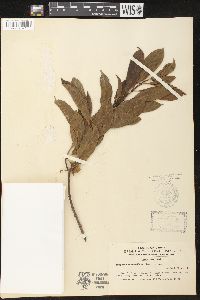 Strophanthus alterniflorus image