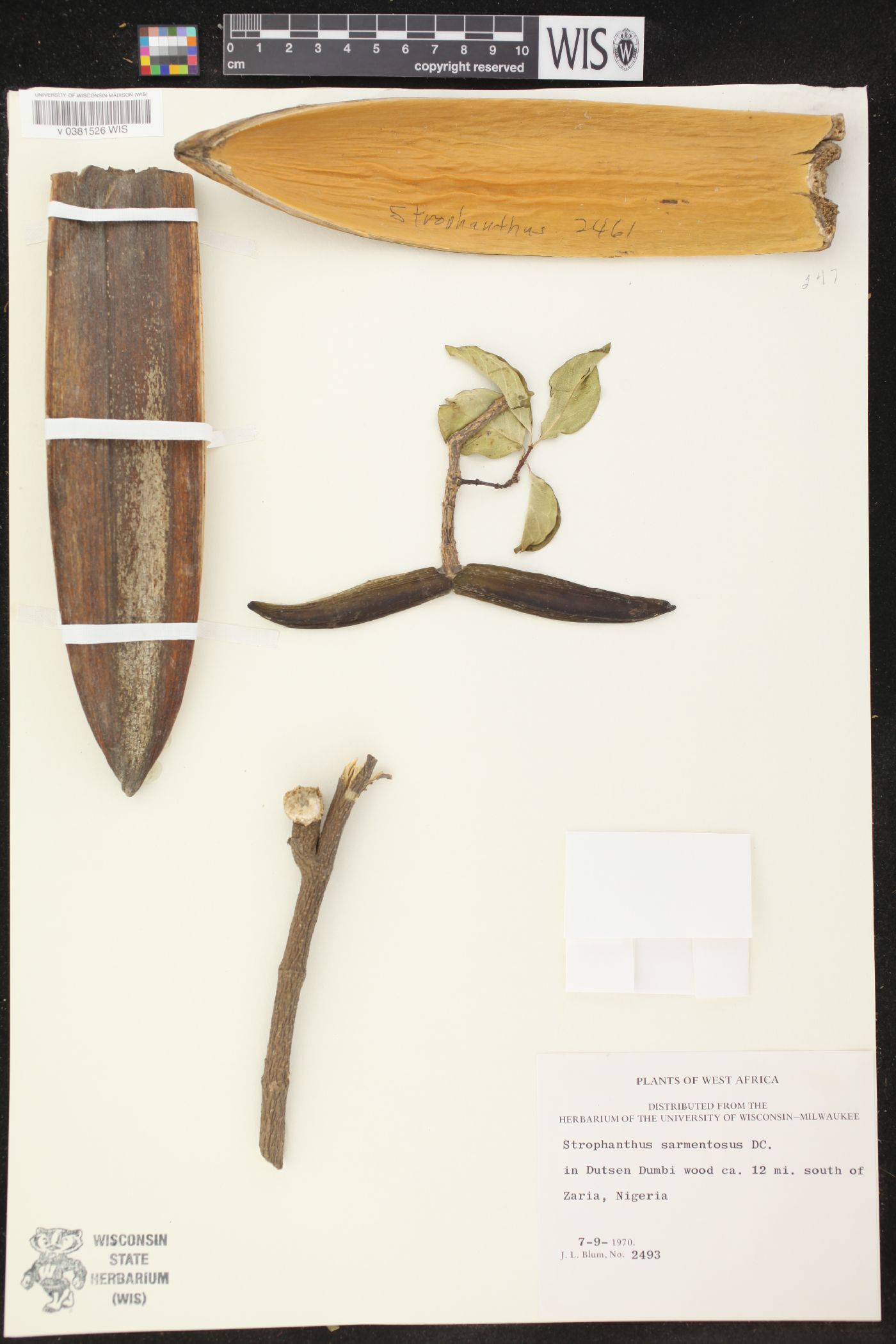 Strophanthus sarmentosus image