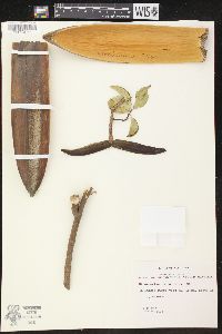 Strophanthus sarmentosus image