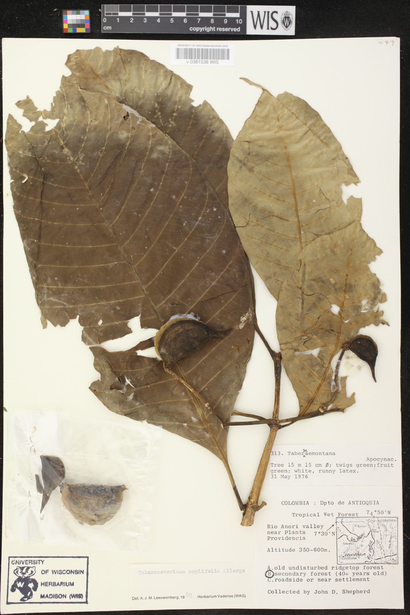 Tabernaemontana amplifolia image
