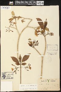 Tabernaemontana amygdalifolia image