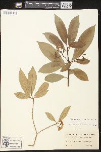 Tabernaemontana amygdalifolia image