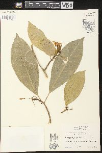 Tabernaemontana arborea image