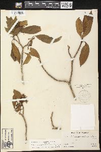 Tabernaemontana arborea image