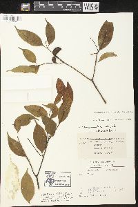 Tabernaemontana attenuata image