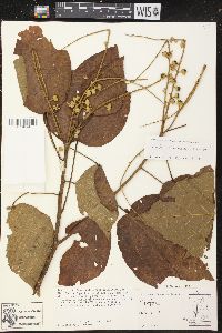 Croton chocoanus image