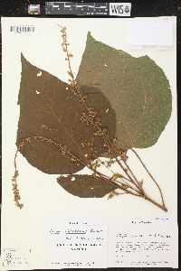 Croton chocoanus image