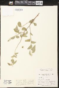 Croton caboensis image