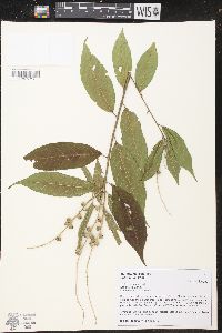 Croton cajucara image