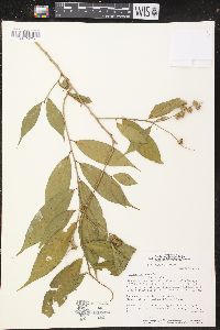 Croton cajucara image