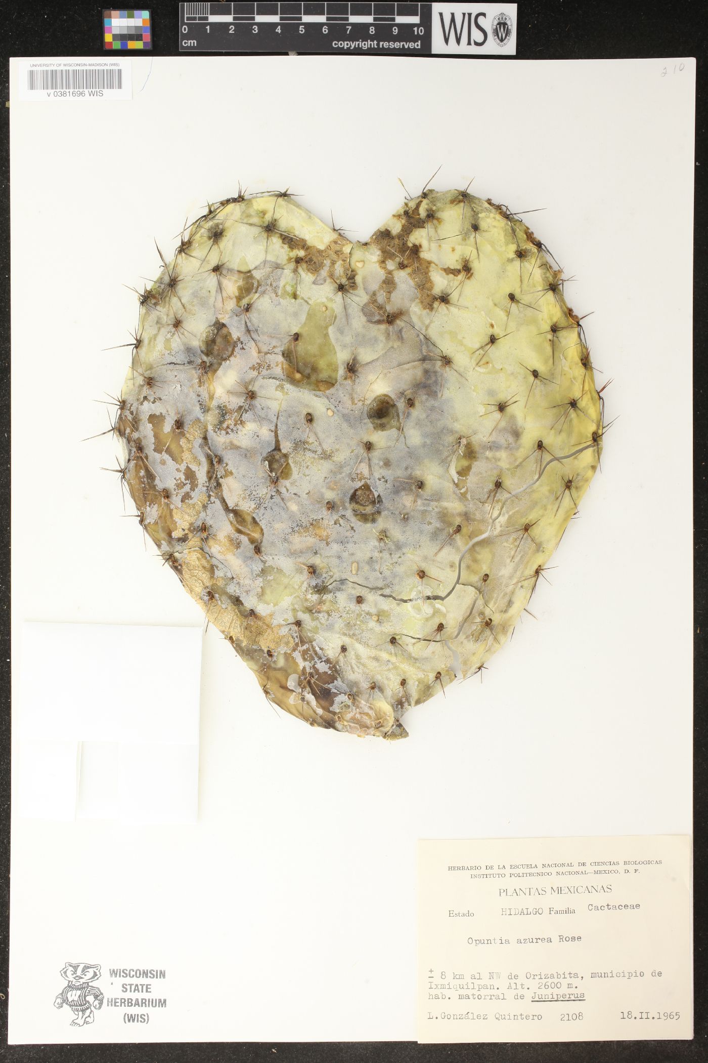 Opuntia azurea image