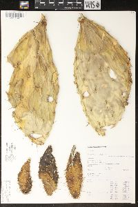 Image of Opuntia fuliginosa