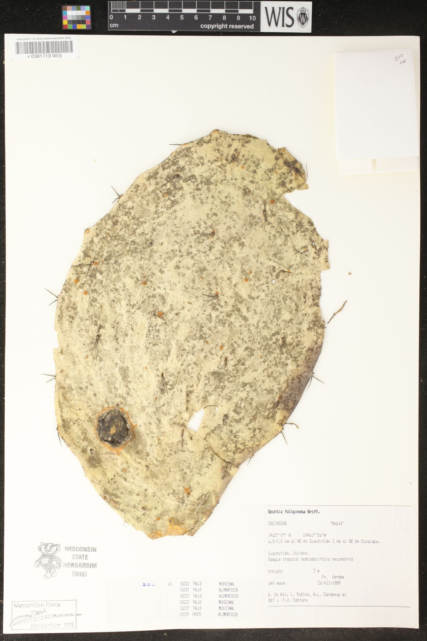 Opuntia fuliginosa image