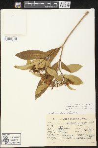 Tabernaemontana cathariensis image