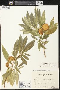 Tabernaemontana cathariensis image