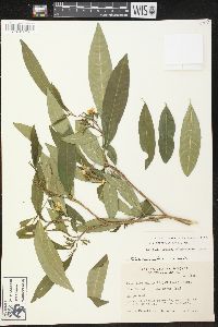 Tabernaemontana cathariensis image