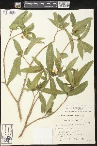 Tabernaemontana cathariensis image