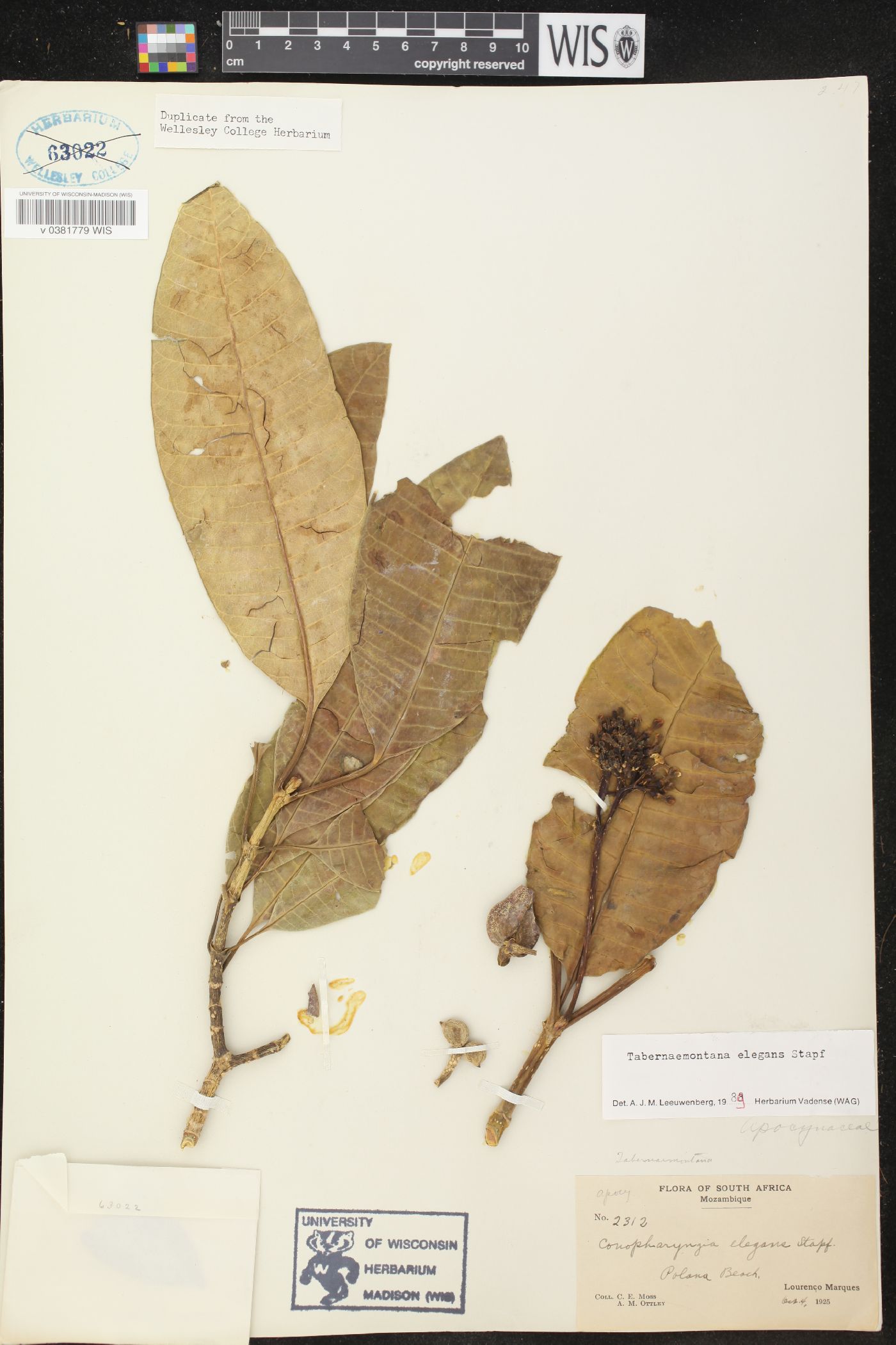 Tabernaemontana elegans image