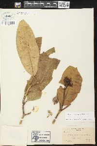 Tabernaemontana elegans image