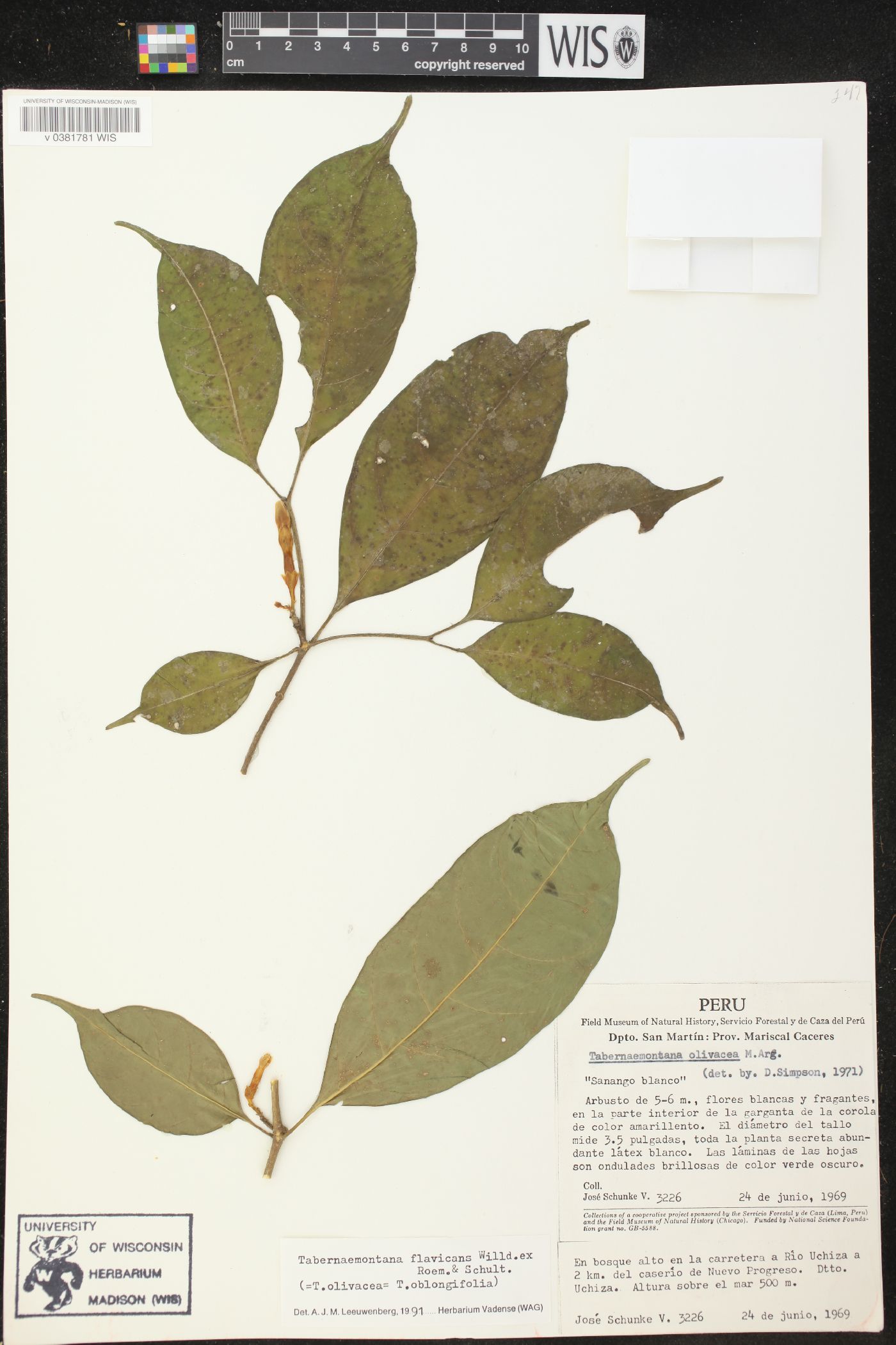 Tabernaemontana flavicans image