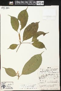 Tabernaemontana flavicans image