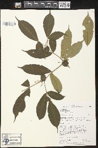Tabernaemontana heterophylla image