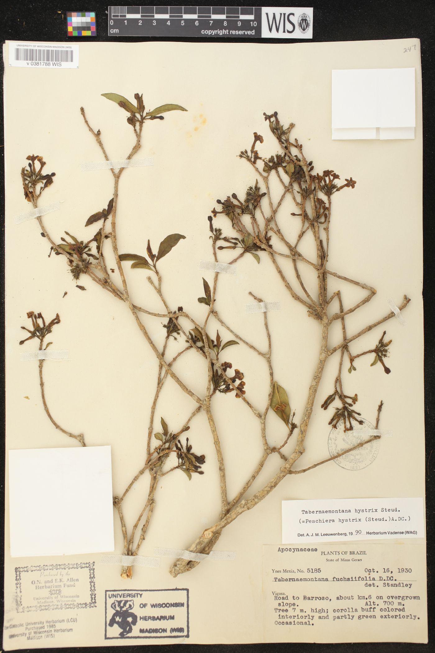 Tabernaemontana hystrix image