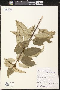 Croton conduplicatus image