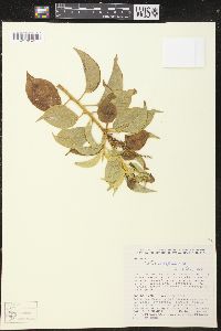 Croton conduplicatus image