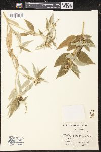 Croton conduplicatus image