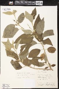 Croton conduplicatus image