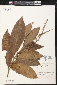 Croton cuneatus image