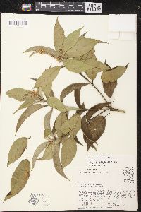 Croton cortesianus image