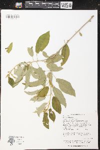 Croton cortesianus image