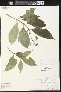 Tabernaemontana longipes image