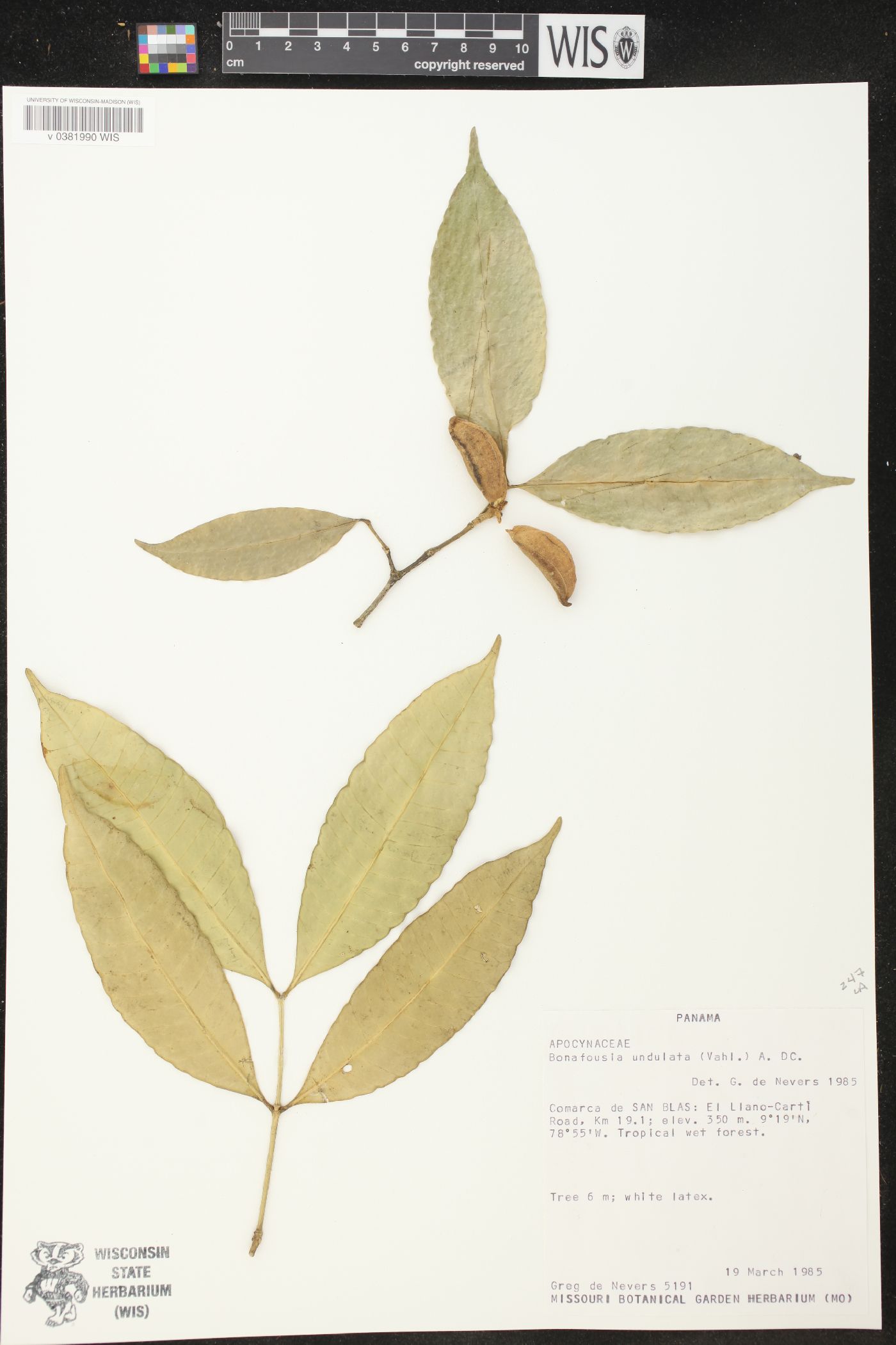 Bonafousia undulata image