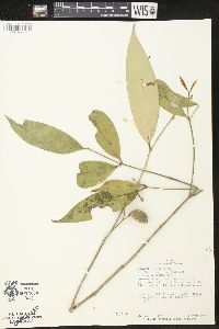 Bonafousia undulata image